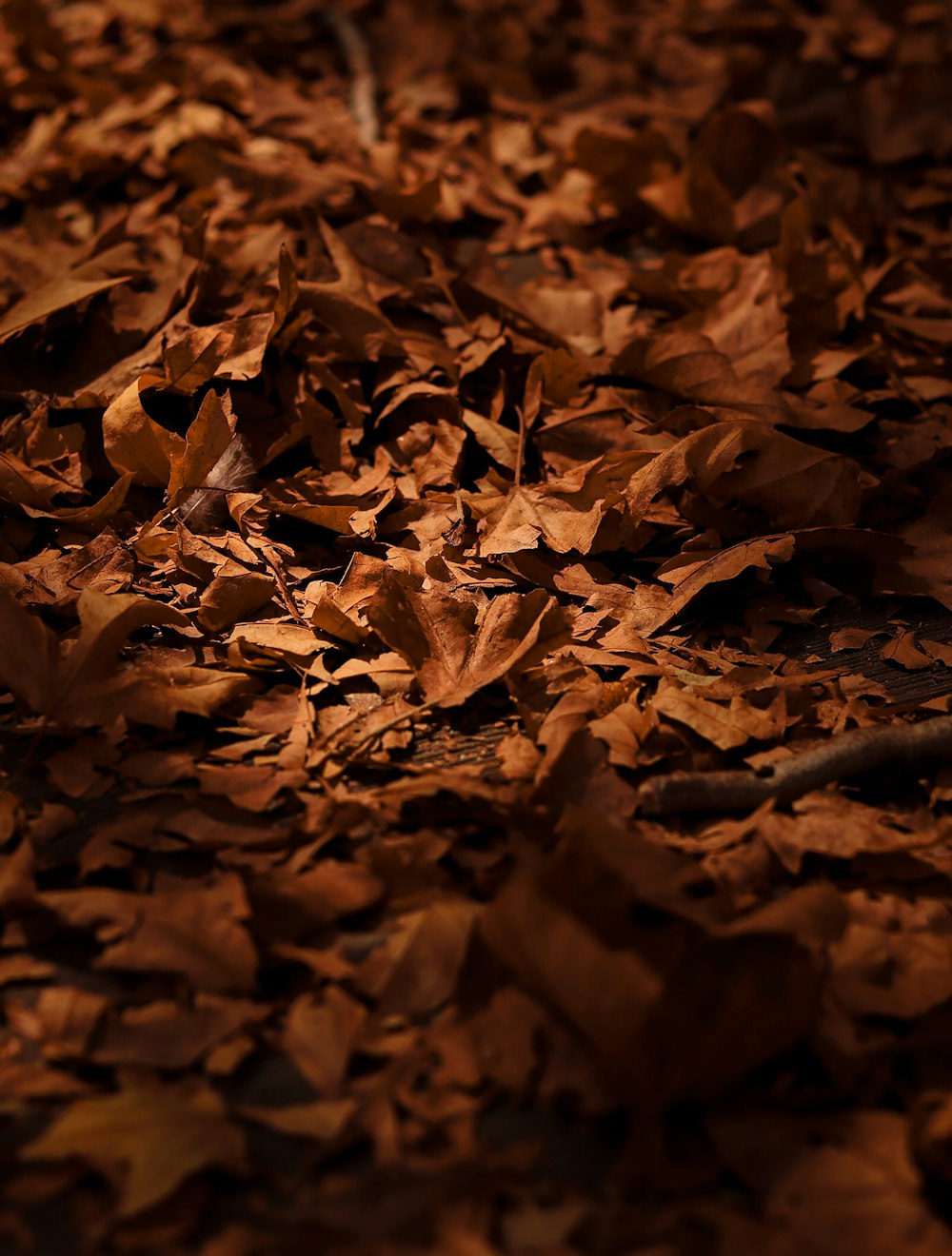 a pile of brown leaves on the ground