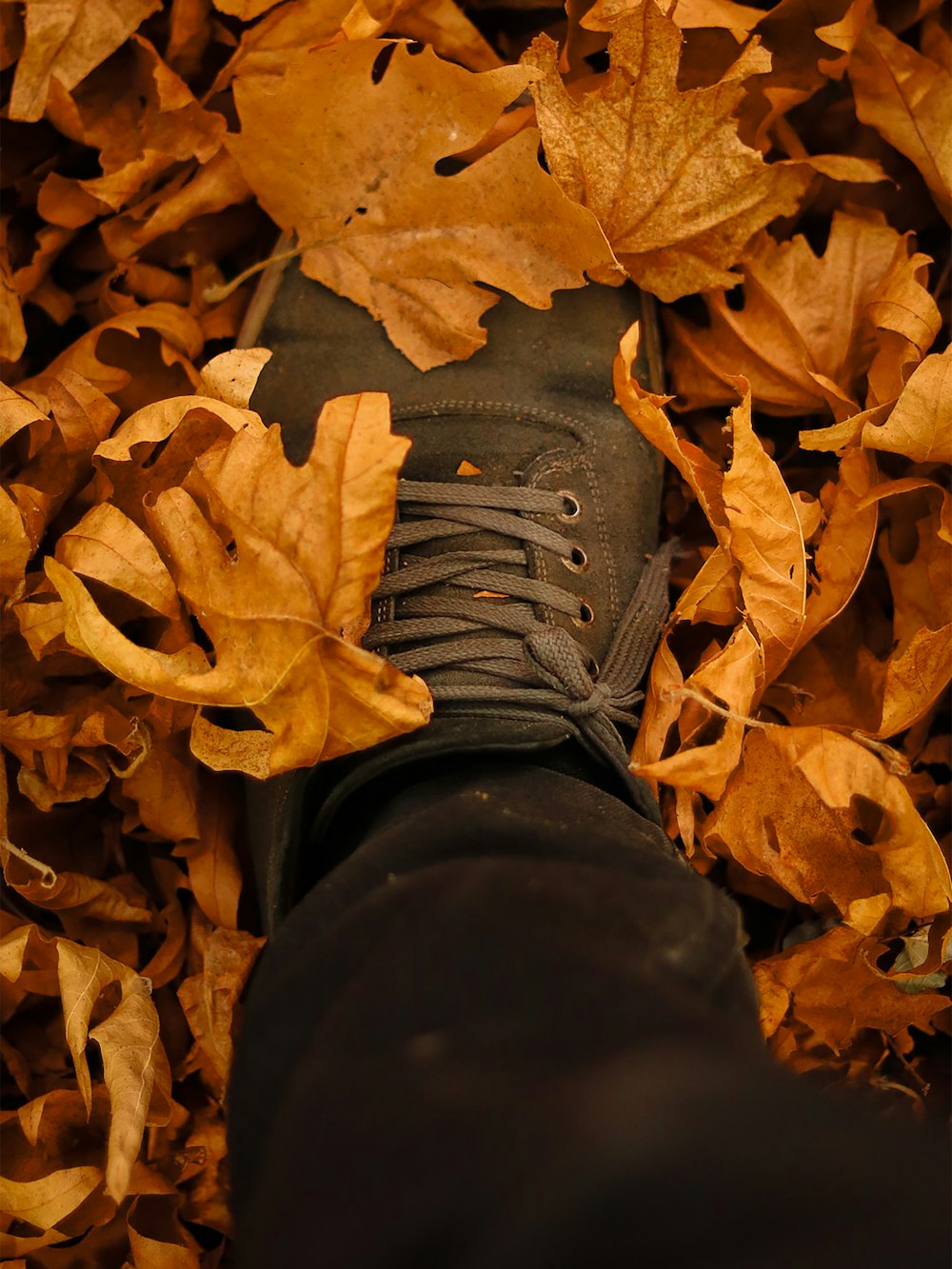 a pair of black shoes sitting on top of a pile of leaves