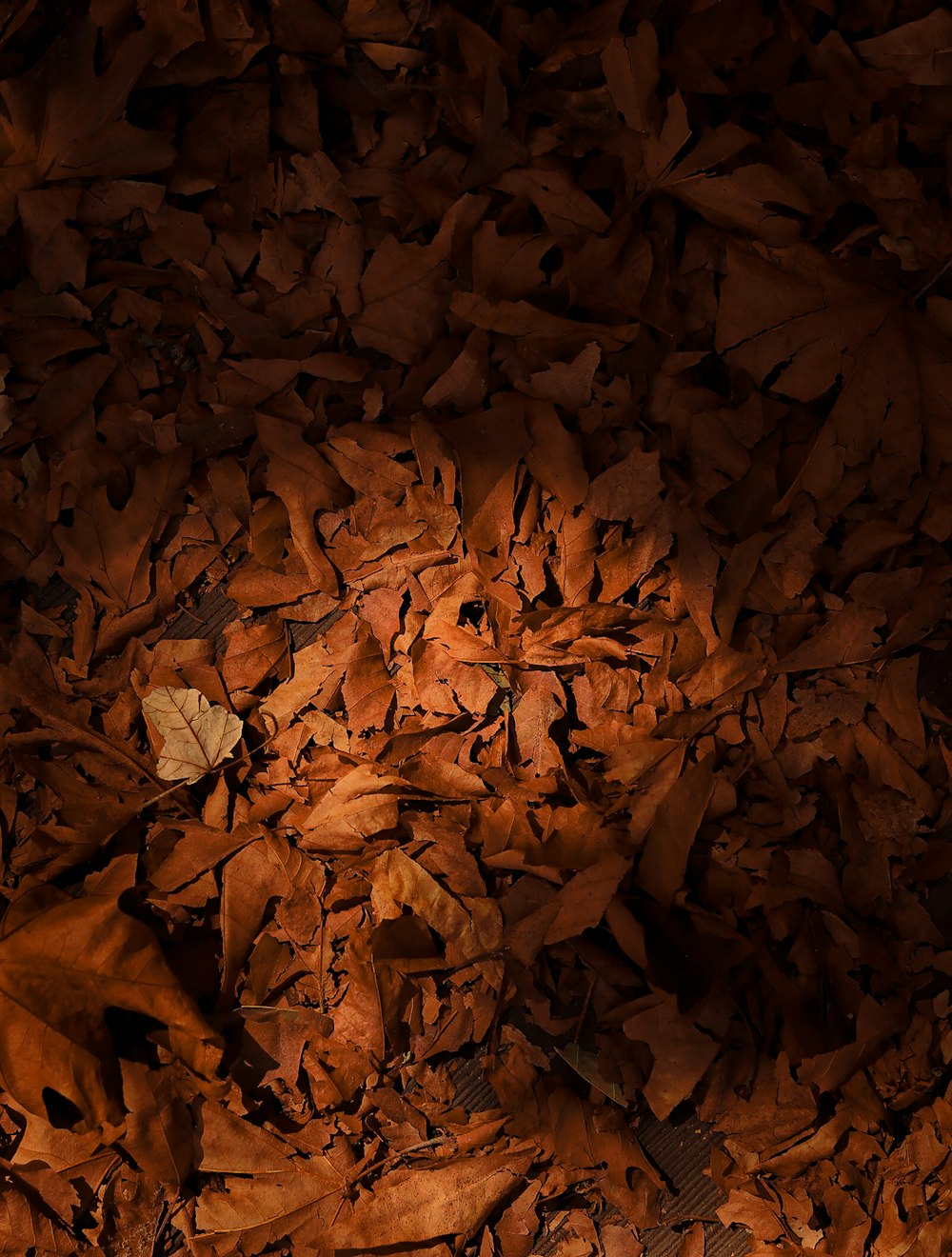 a red fire hydrant sitting on top of a pile of leaves