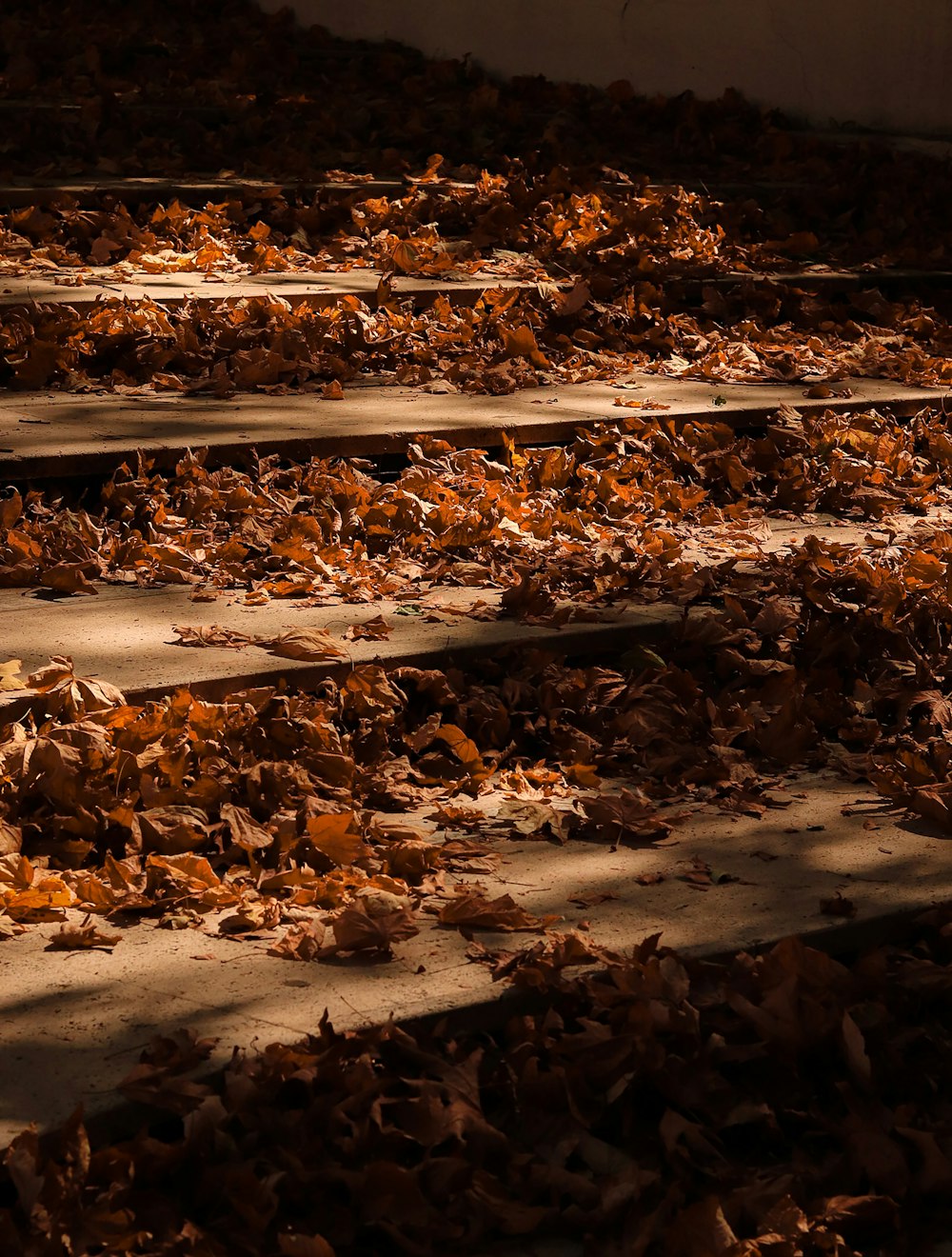 a bunch of leaves that are laying on the ground