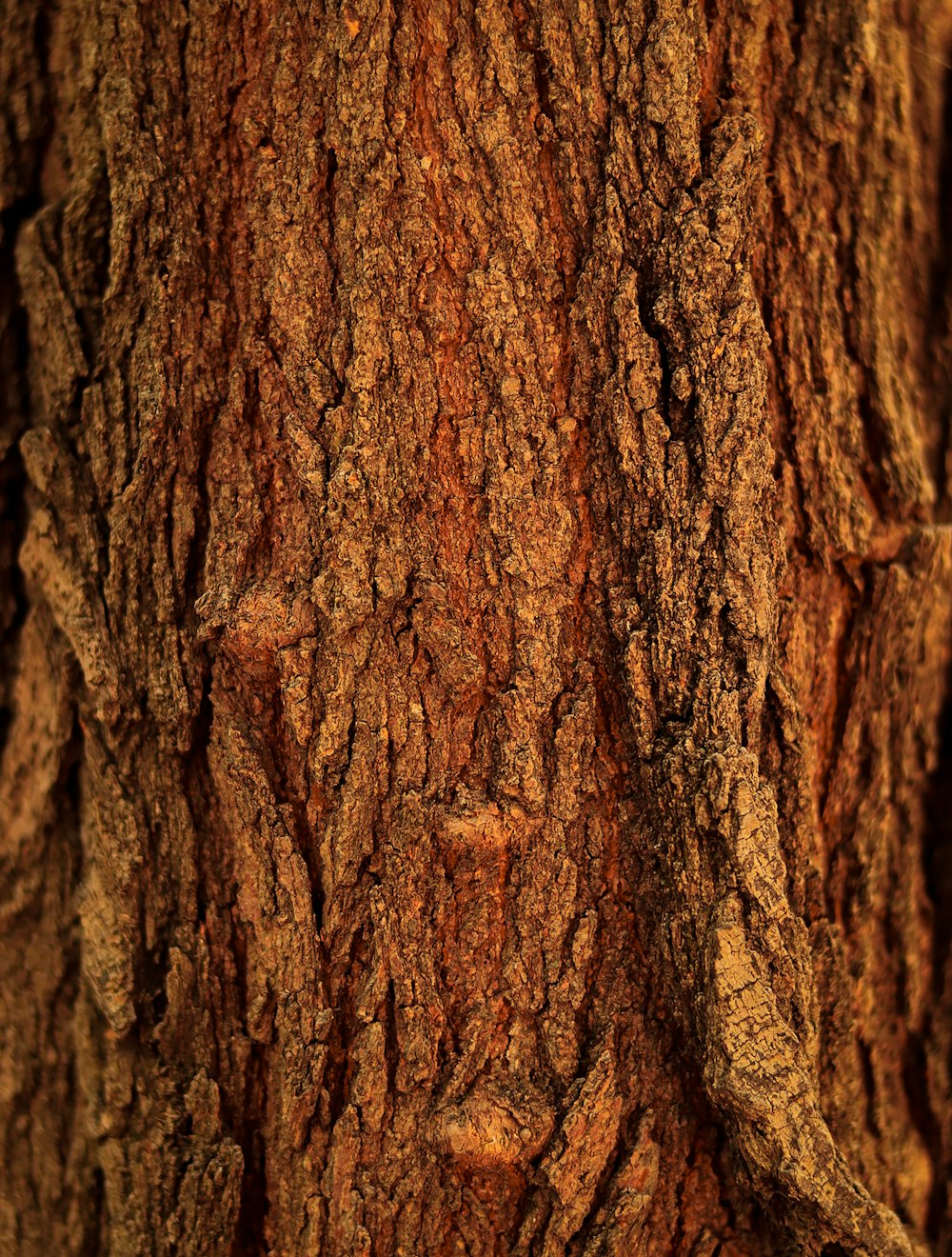 a close up of the bark of a tree