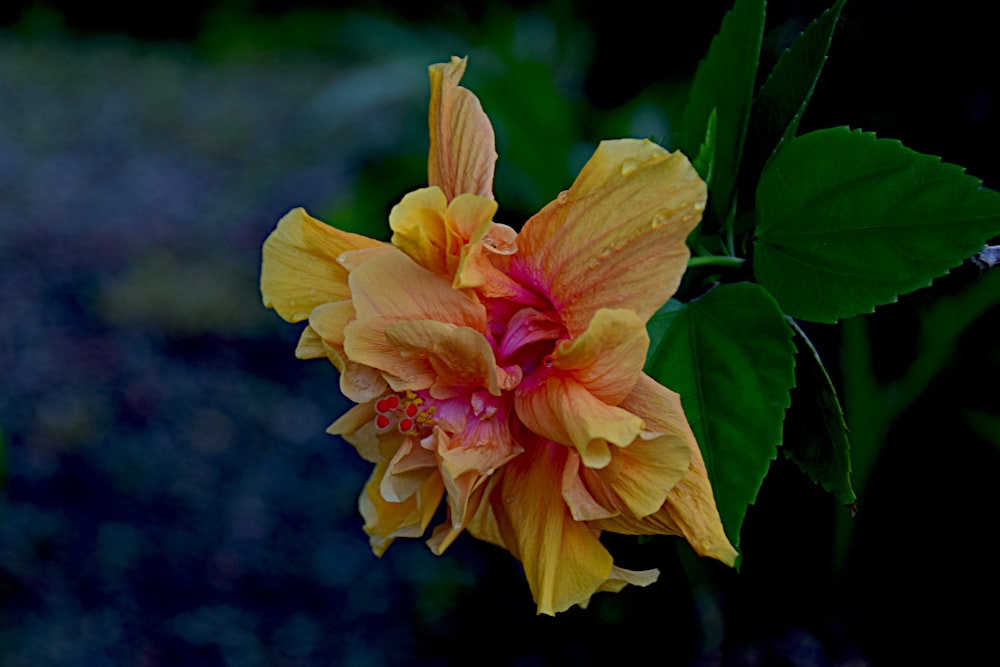 a yellow and pink flower with green leaves