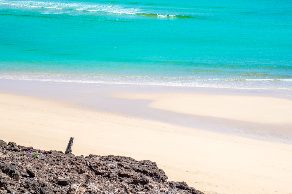 a lone bird standing on a beach near the ocean