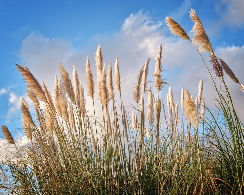 tall grass blowing in the wind on a sunny day