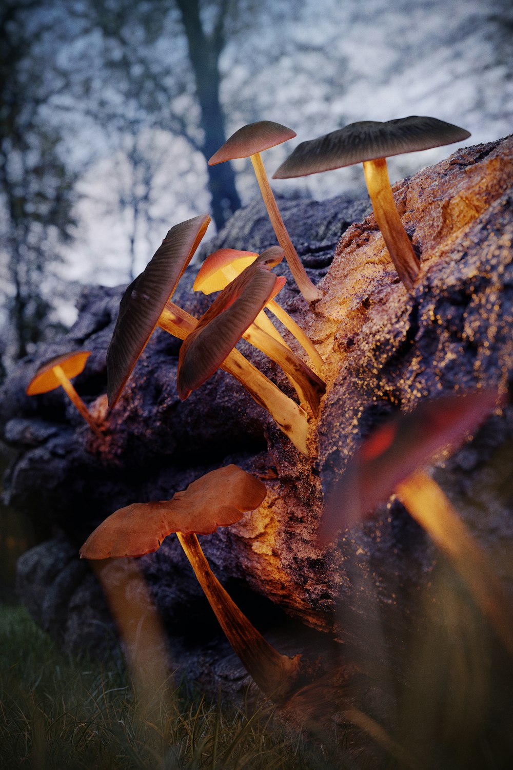 a group of mushrooms sitting on top of a rock