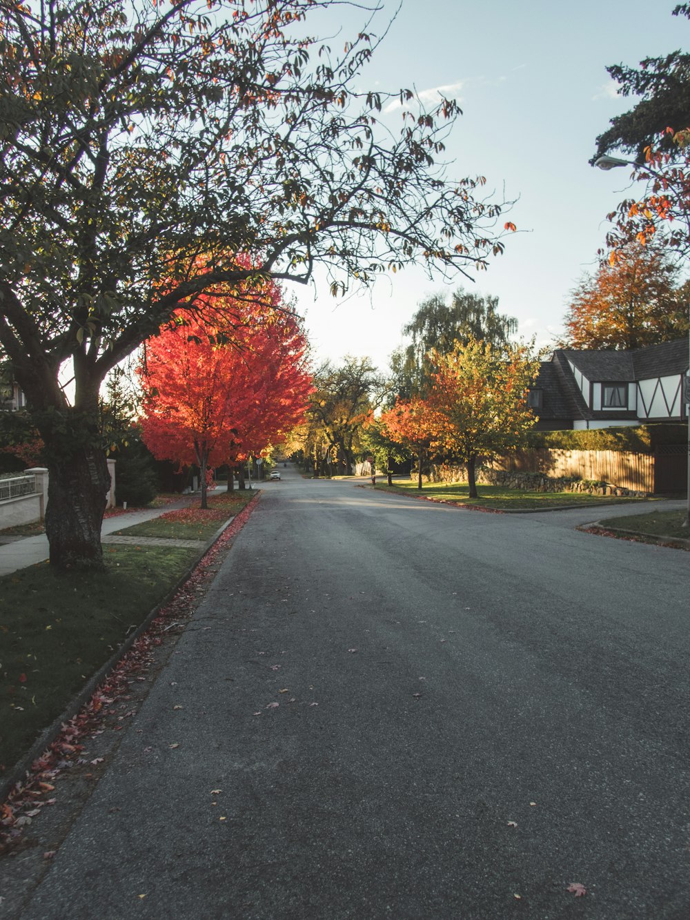 uma rua ladeada de árvores com folhas vermelhas