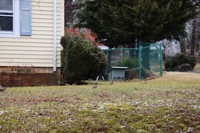 A residential backyard scene with a grassy area in the foreground and several small birds scattered on the ground. A yellow house with blue shutters is partially visible on the left. Bushes, a tree, and a green wire fence are present, with a small structure in the background.