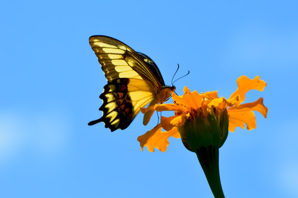 un papillon assis au sommet d’une fleur jaune