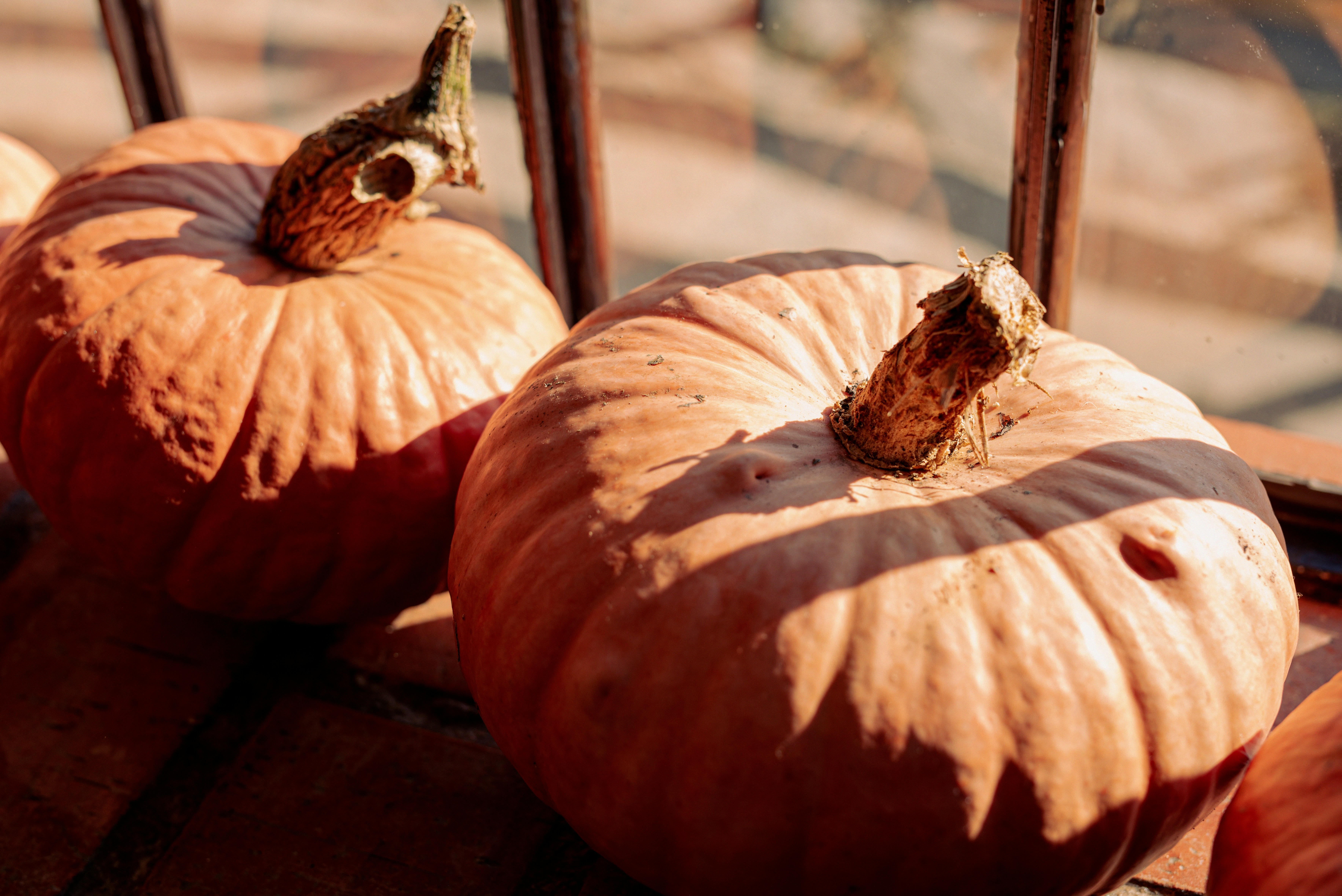 Photo by lauraadaiphoto