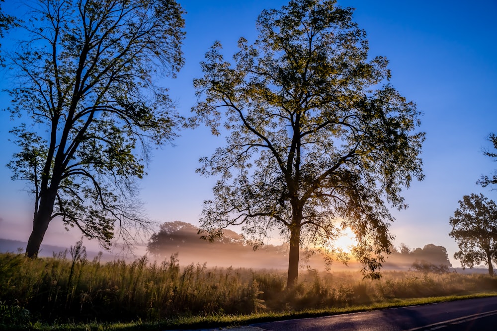 the sun is shining through the trees on the side of the road