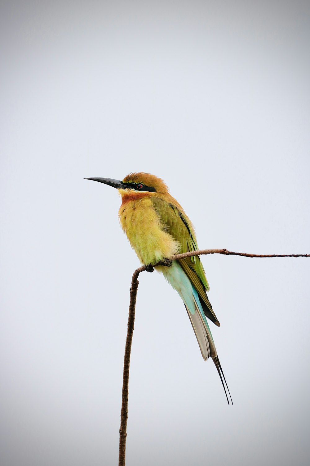 a colorful bird sitting on top of a tree branch
