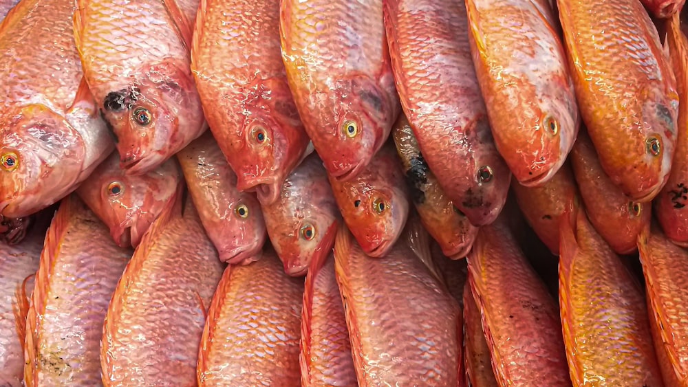 a pile of fish sitting on top of each other