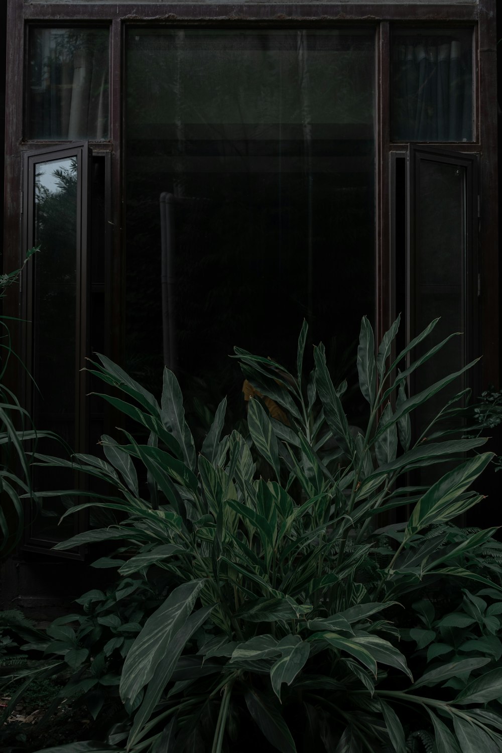 a cat sitting on a window sill next to a plant