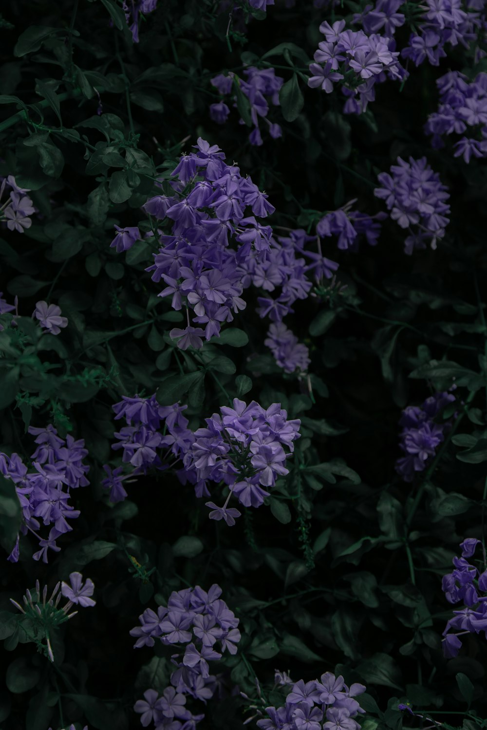 a bunch of purple flowers that are in the grass