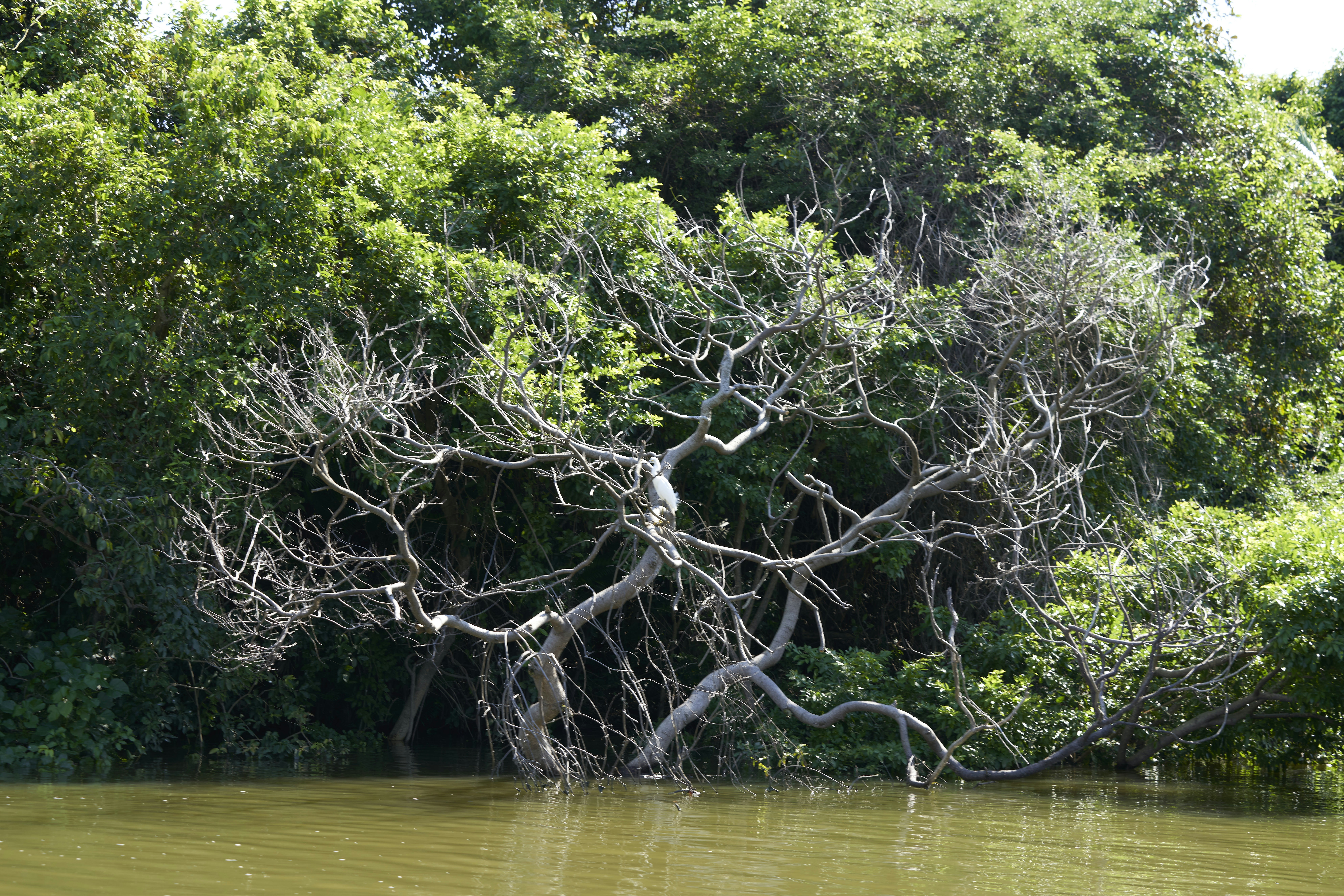 The Microscopic Metropolis Hidden in Mangrove Mud (image credits: unsplash)