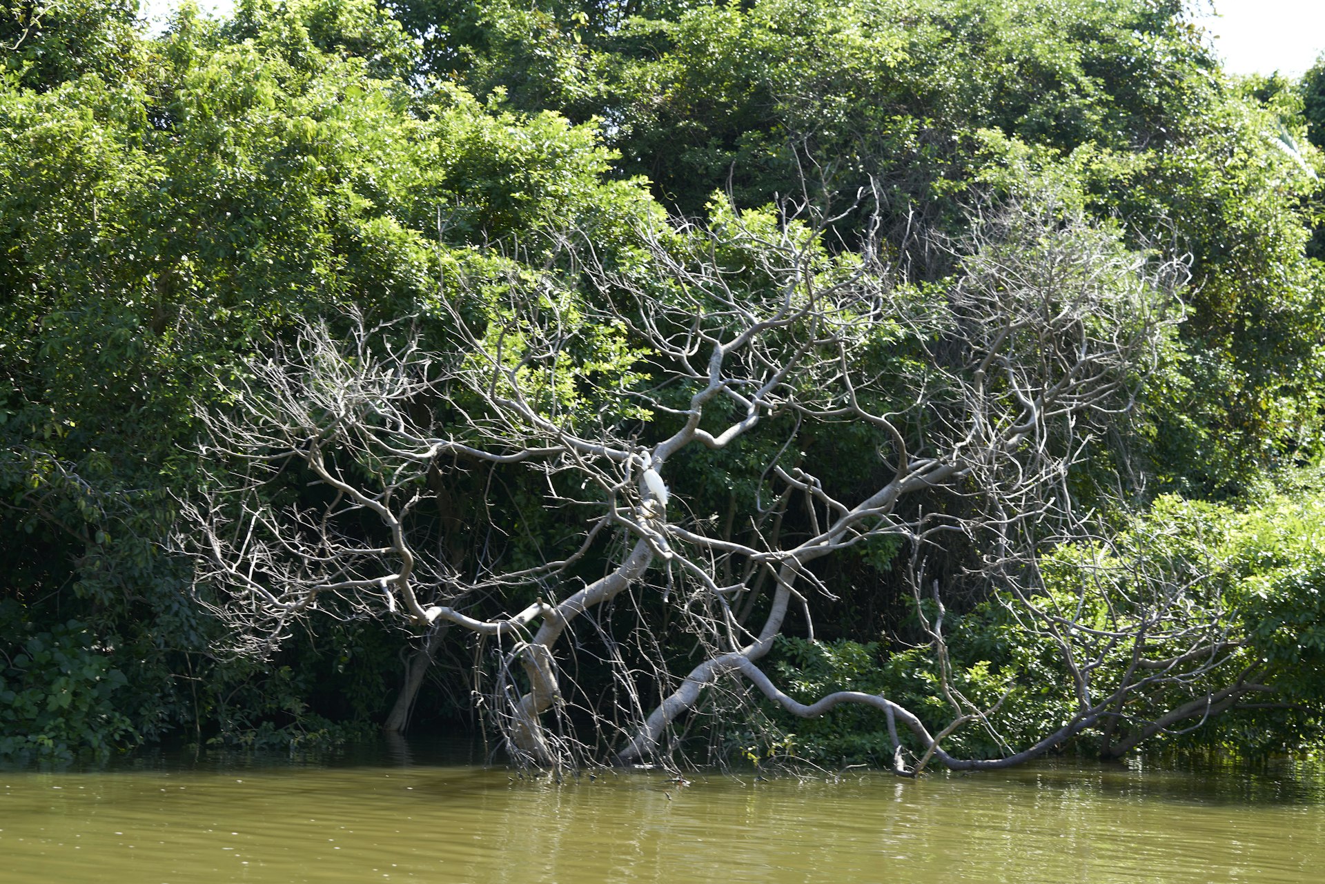 a dead tree in the middle of a lake