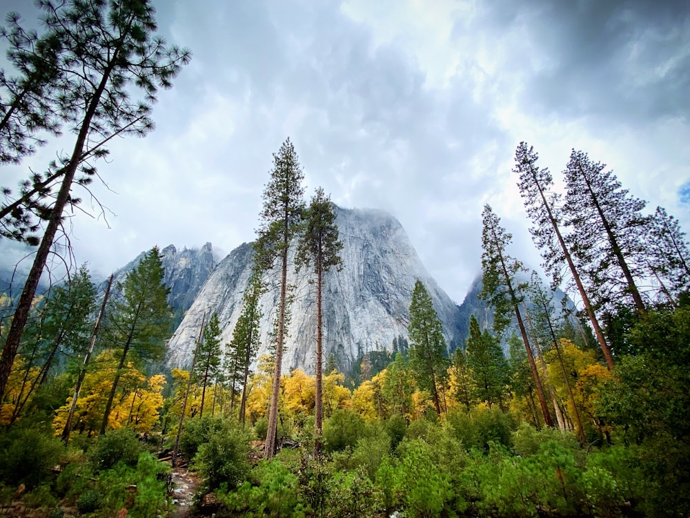 a forest with a mountain in the background