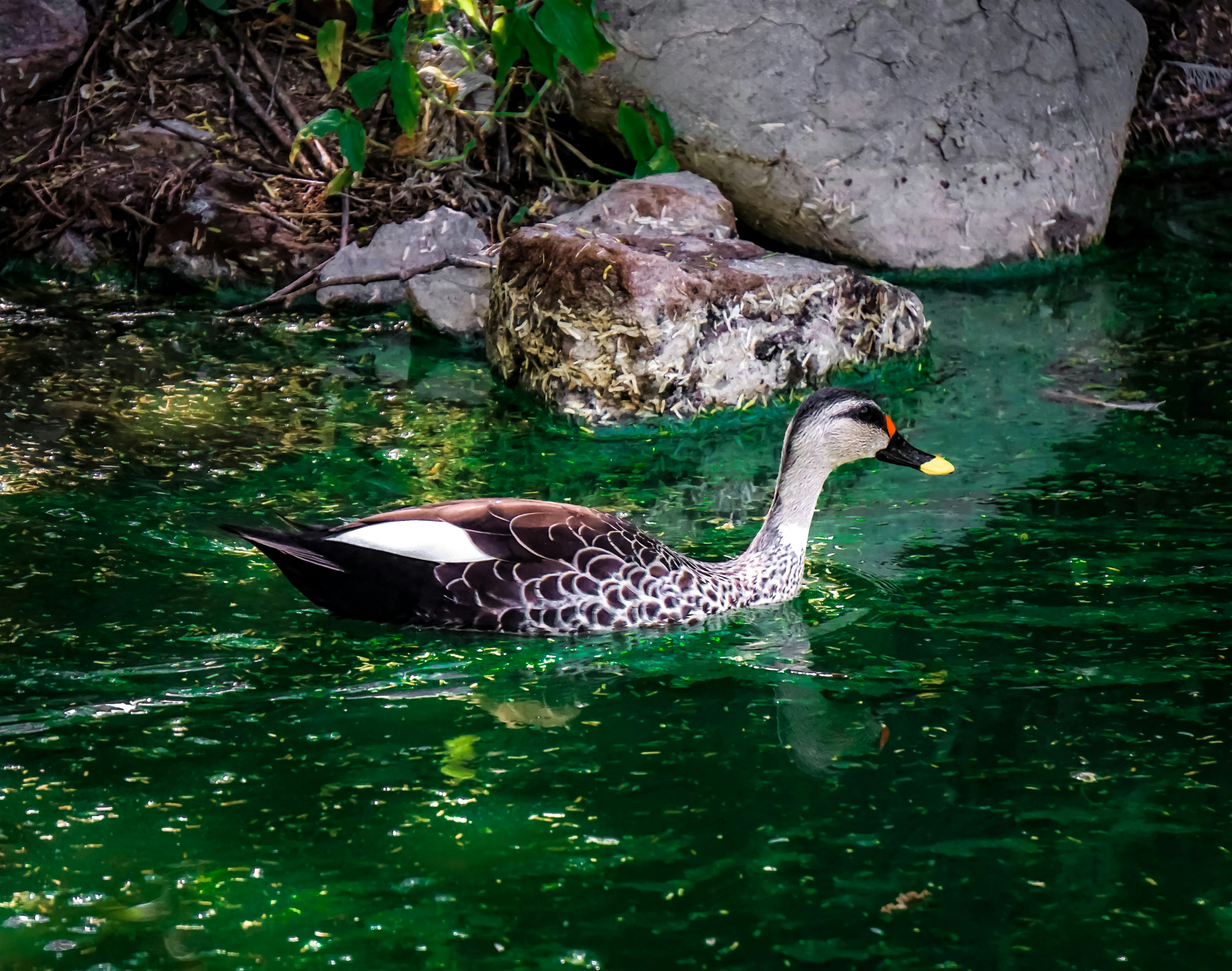 Photo by saurabh_photography