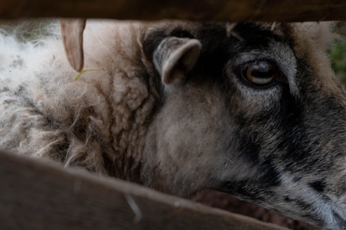 A close-up of a sheep's face, focusing on its eye and woolly fleece. The texture of the wool is curly and dense, with colors blending from white to dark gray. The scene is partially obscured by wooden slats in the foreground.