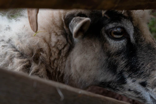 A detailed shot of fresh sheep wool being carefully sheared by hand, highlighting texture and quality.