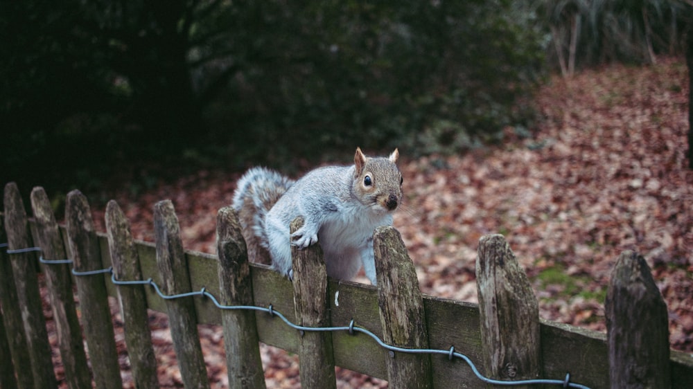 a squirrel sitting on top of a wooden fence