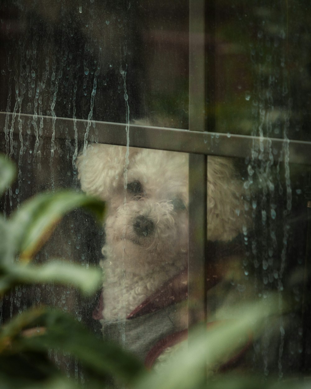 a small white dog looking out of a window