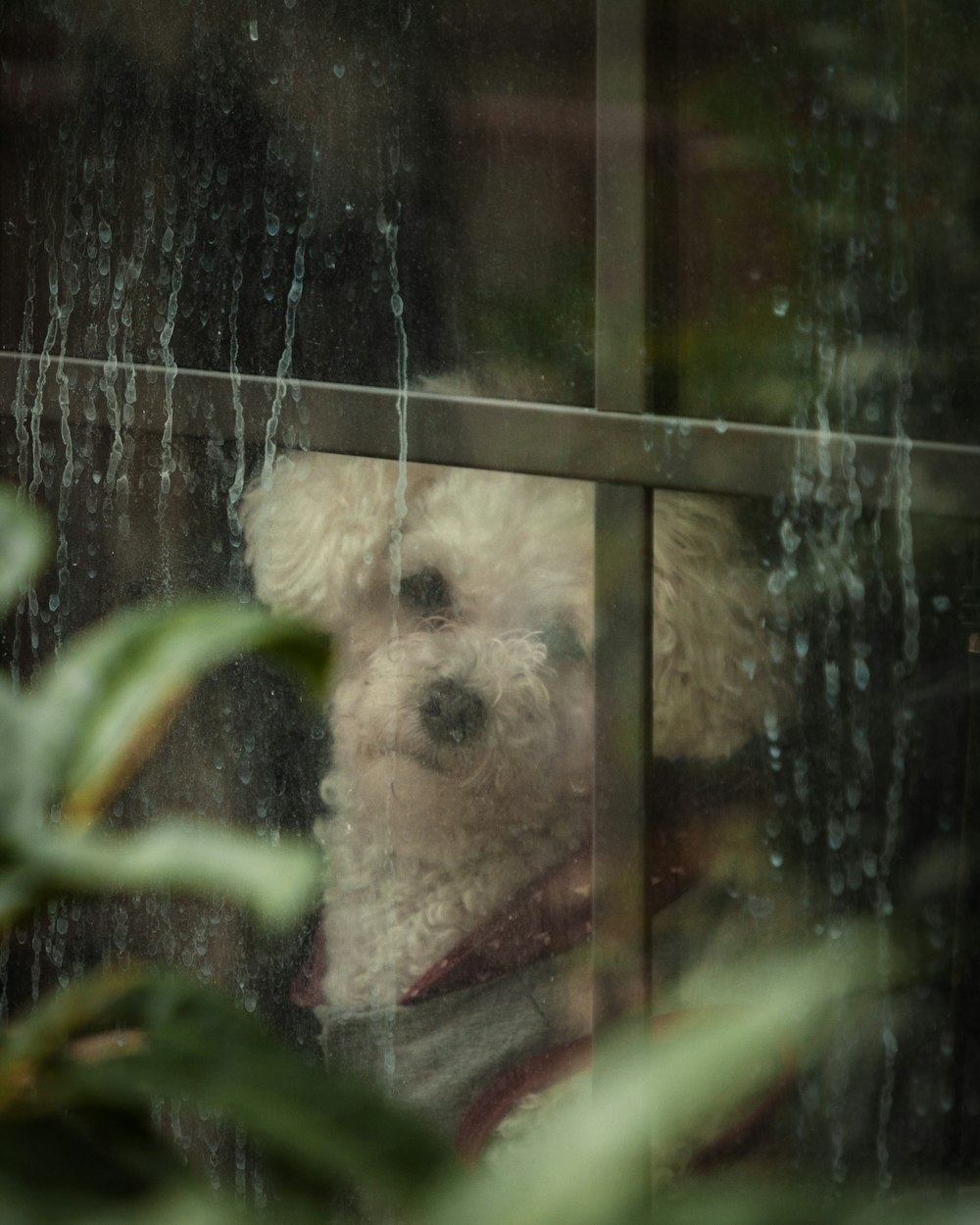 窓の外を覗く小さな白い犬