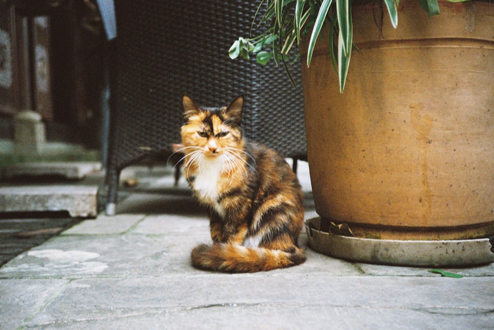 a cat sitting on the ground next to a potted plant