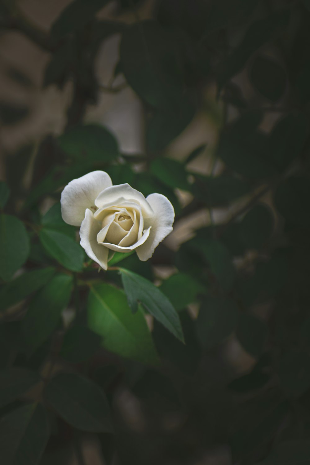 a white rose with green leaves in the background