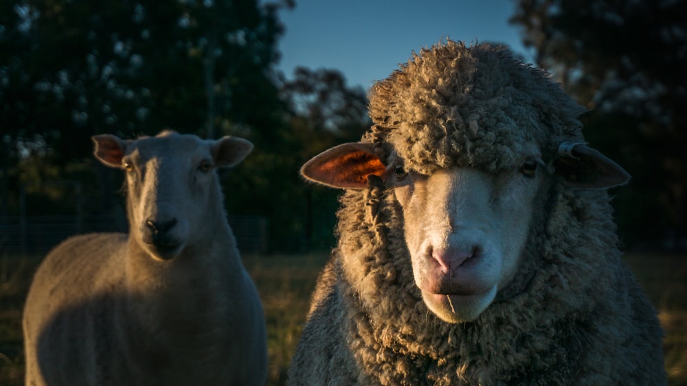 two sheep standing next to each other in a field