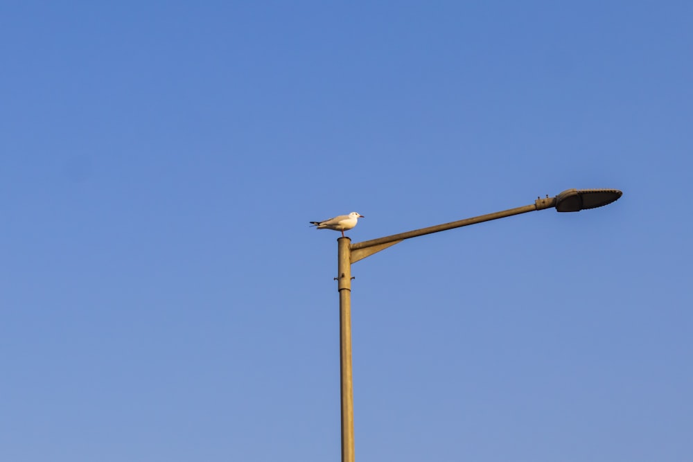 a bird sitting on top of a street light