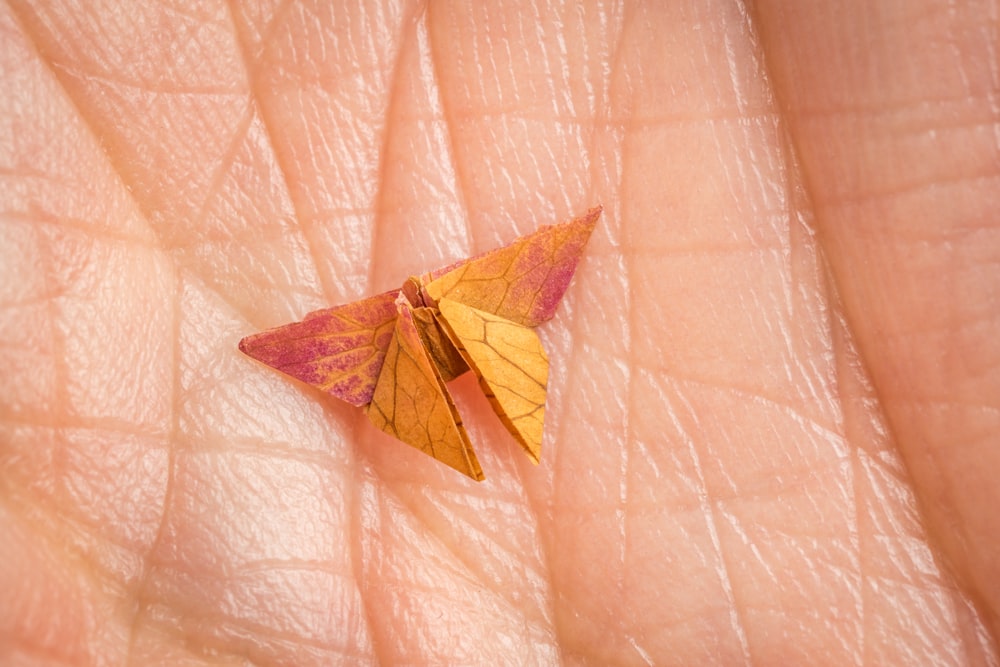 a small yellow and red moth sitting on a persons hand