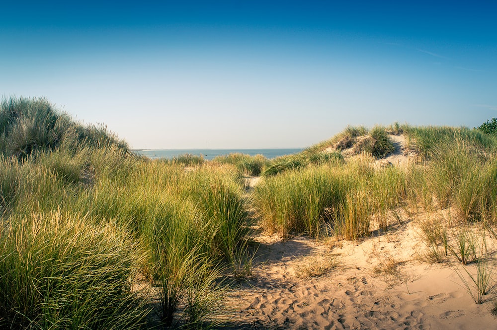 a sandy path leading to the beach with tall grass