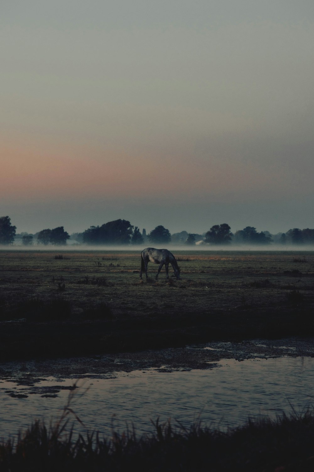 a couple of horses grazing in a field