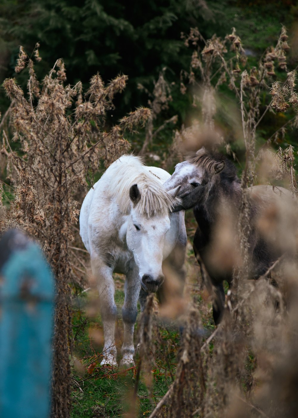 a couple of white horses standing next to each other