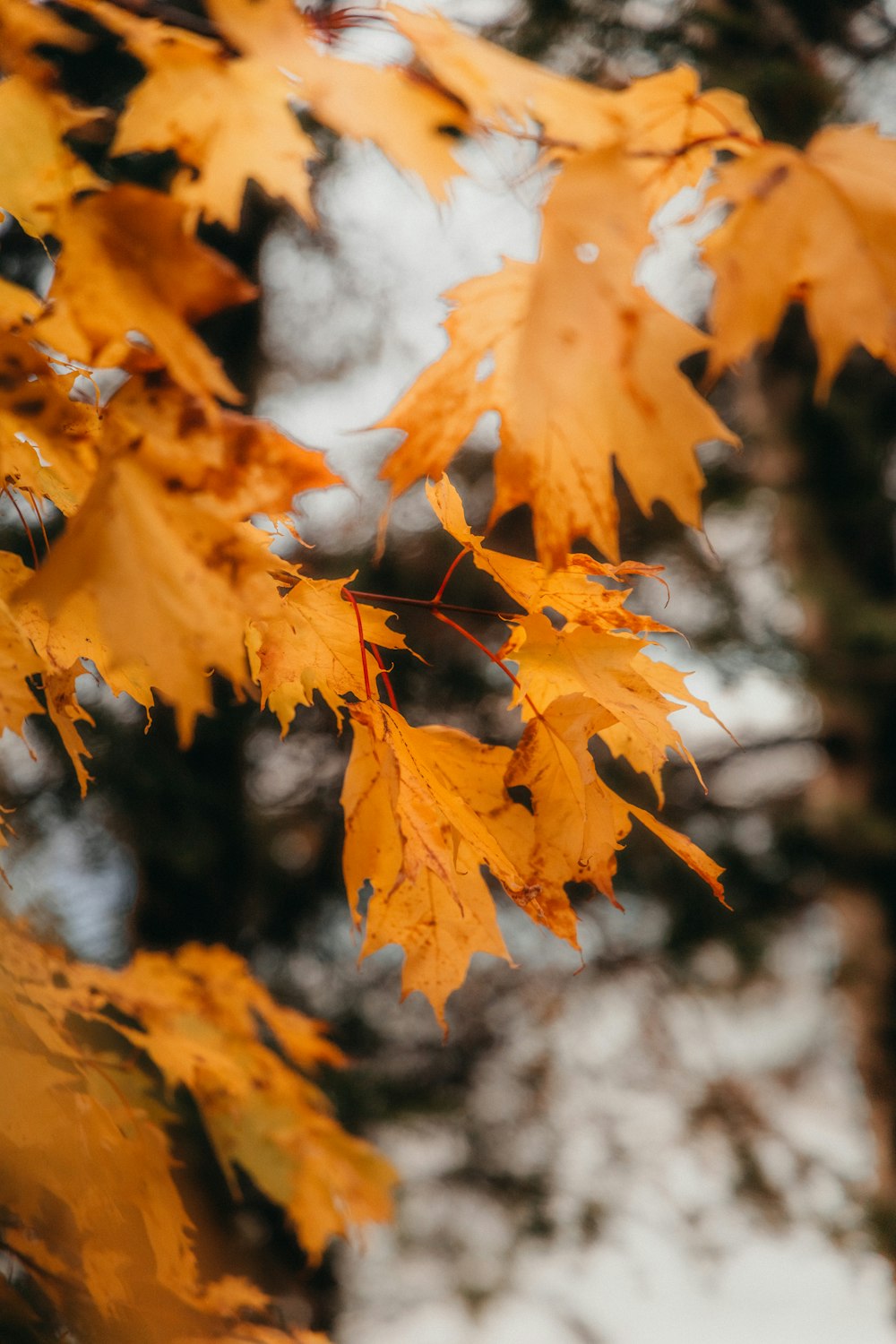 a close up of a tree