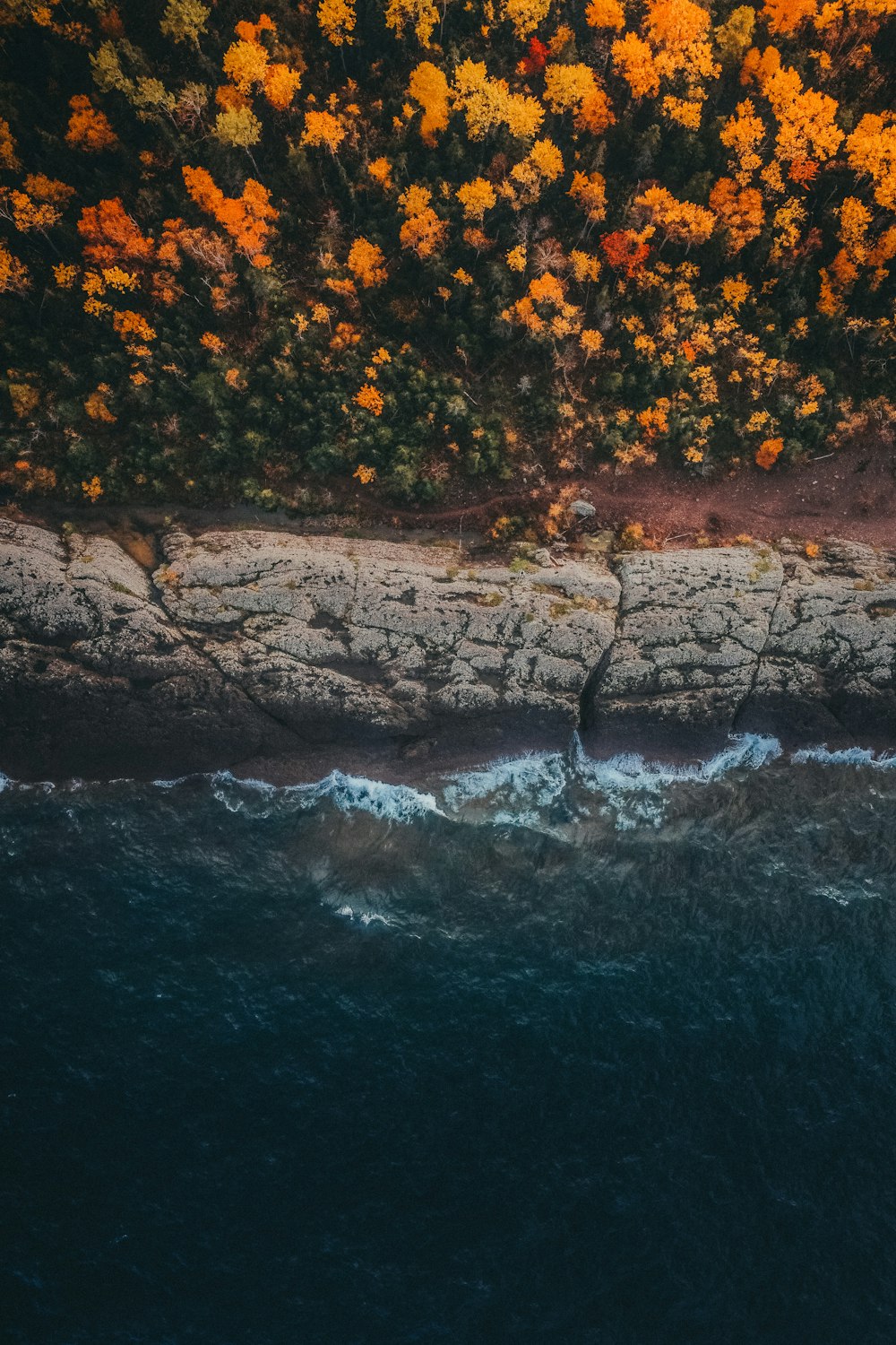 a tree next to a body of water