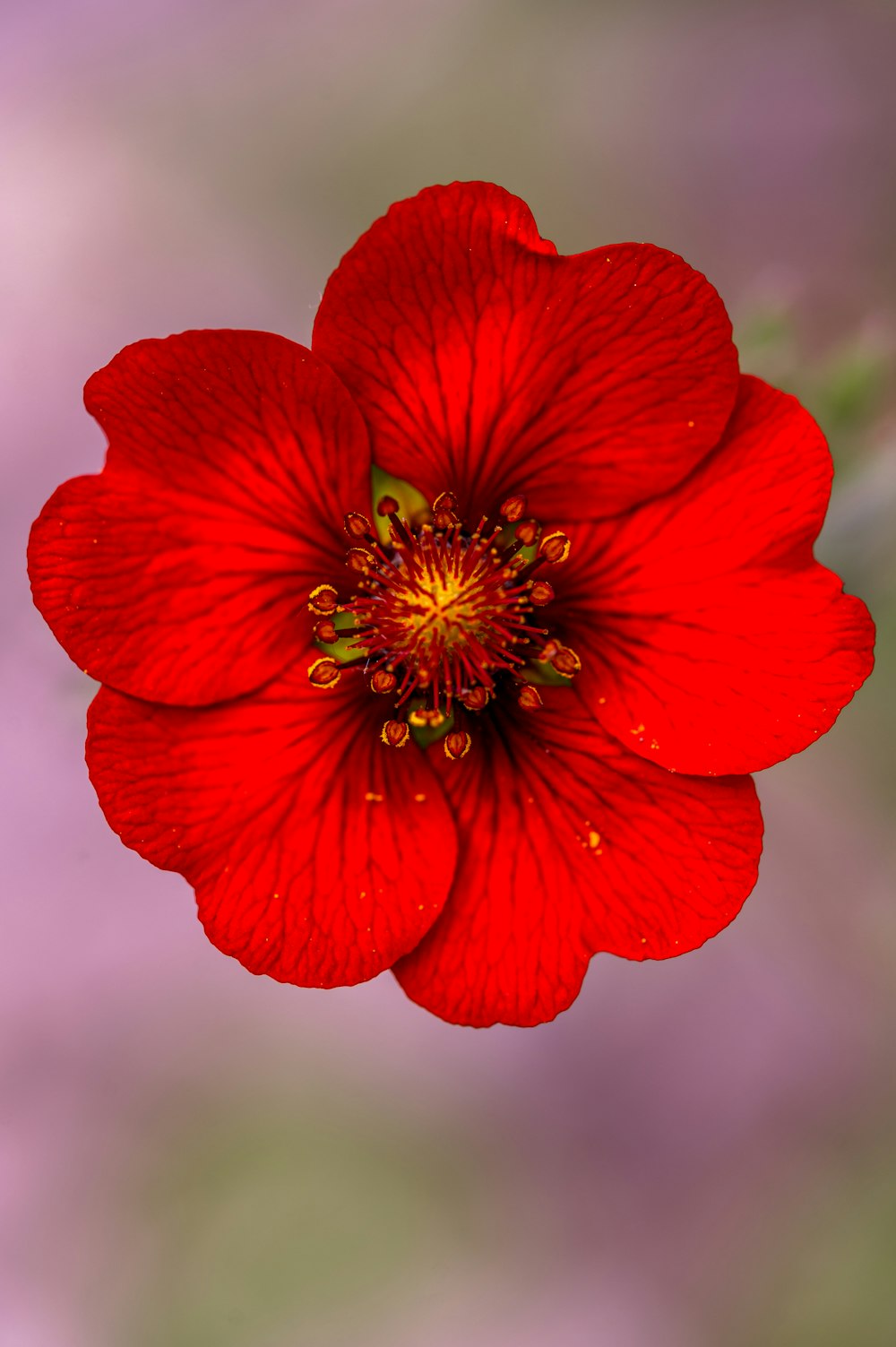 a red flower with a green center on a purple background