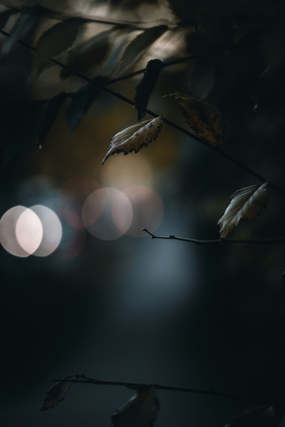 a blurry photo of a branch with leaves