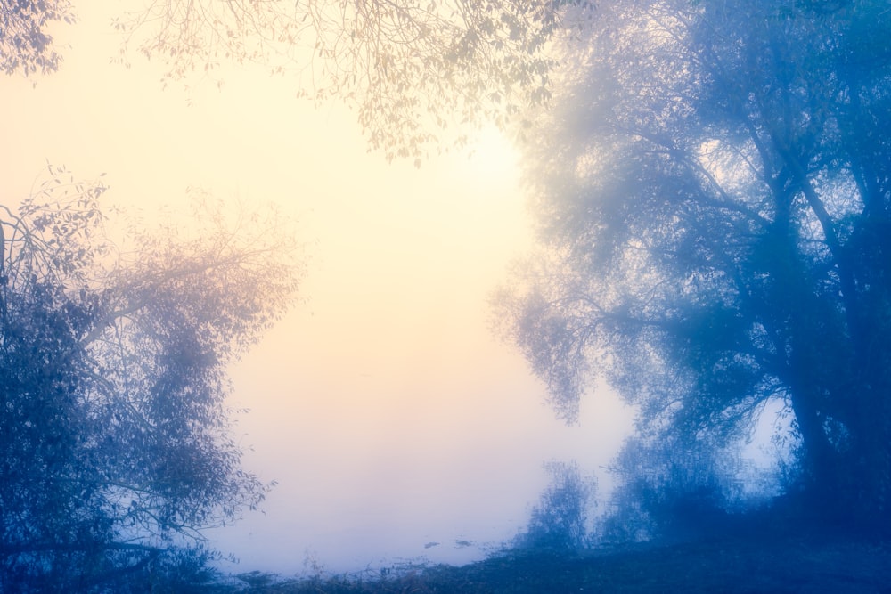 a group of trees in a foggy forest