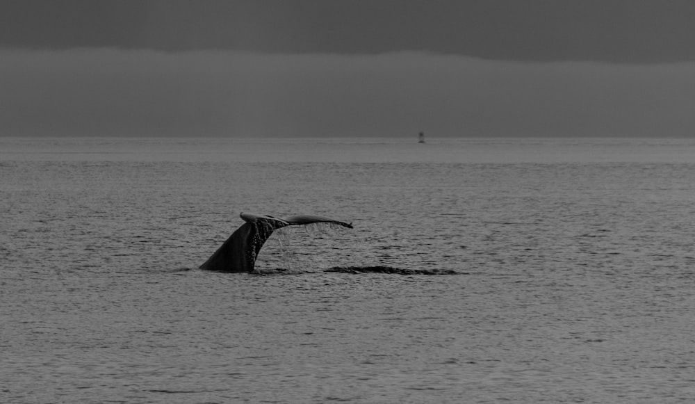 a whale tail sticking out of the water