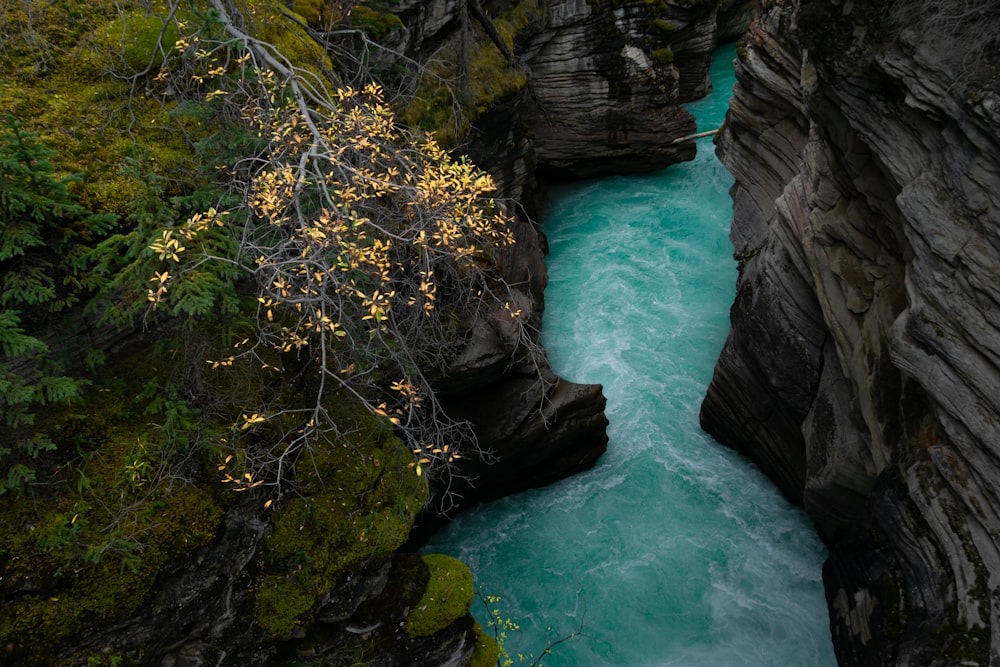 a river flowing through a lush green forest