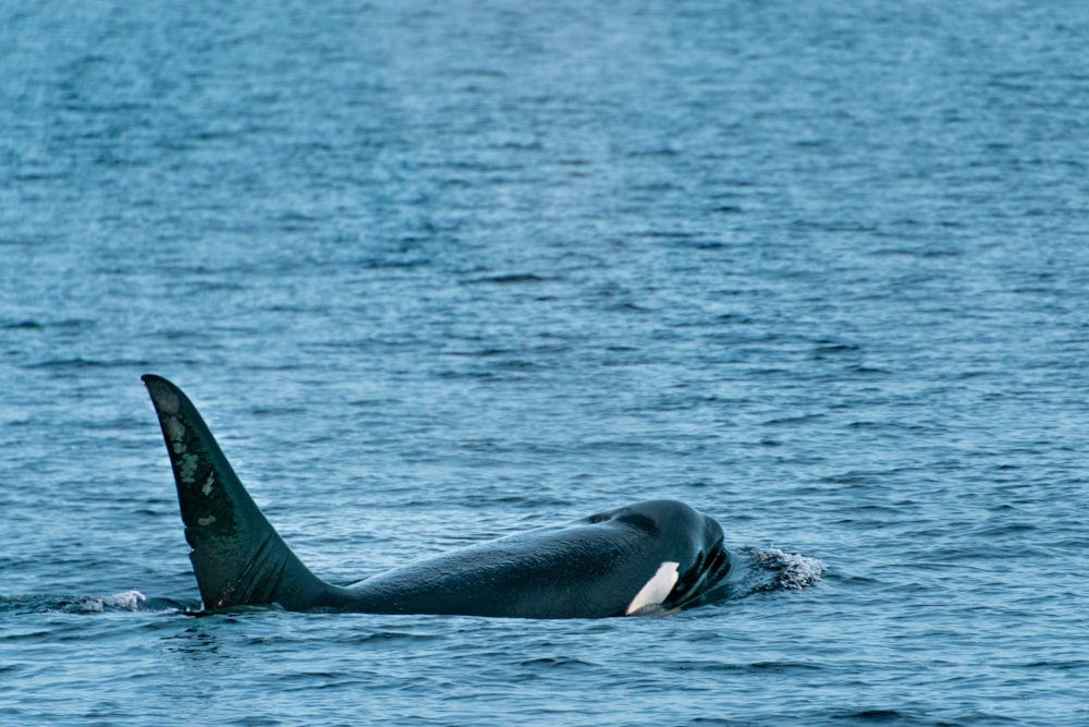 a whale is swimming in the water