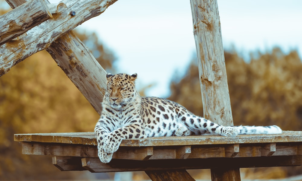 a large leopard laying on top of a wooden platform