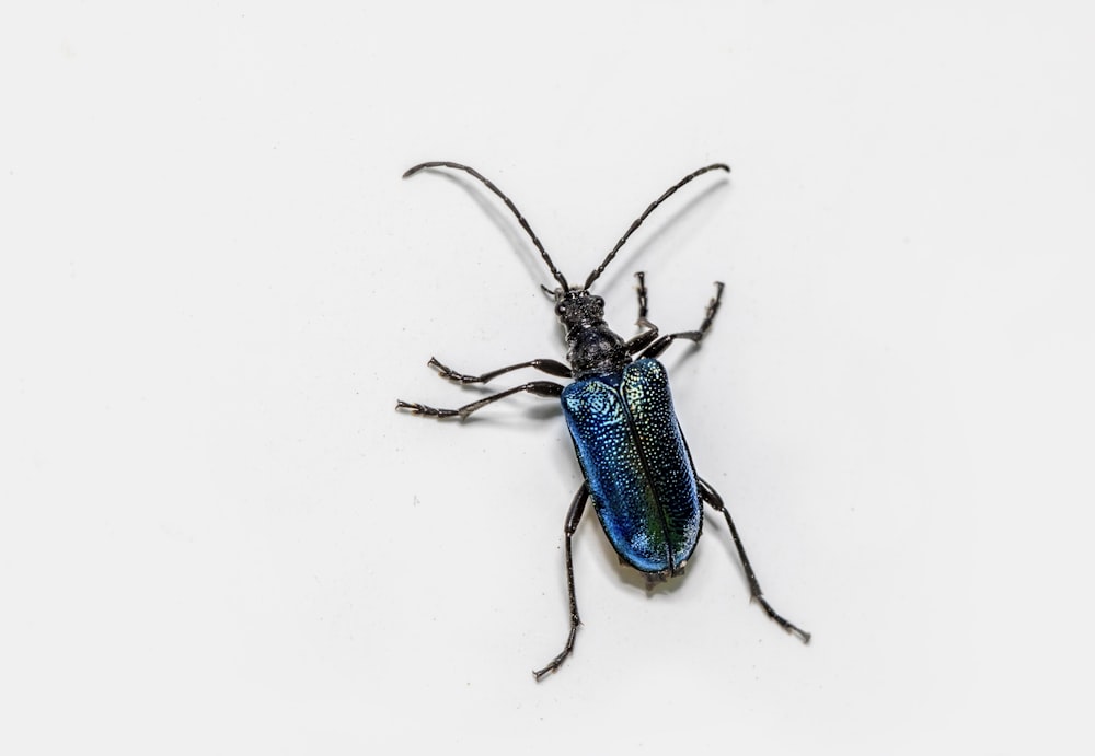 Un insecto azul sentado encima de una superficie blanca
