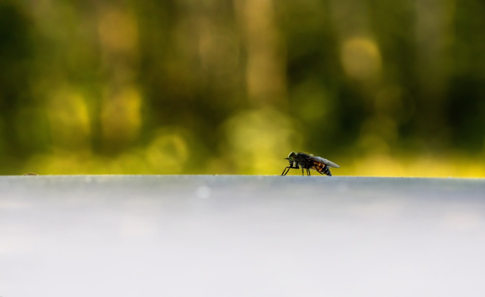 a fly sitting on top of a white table