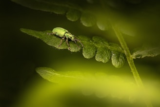a green bug sitting on top of a green leaf