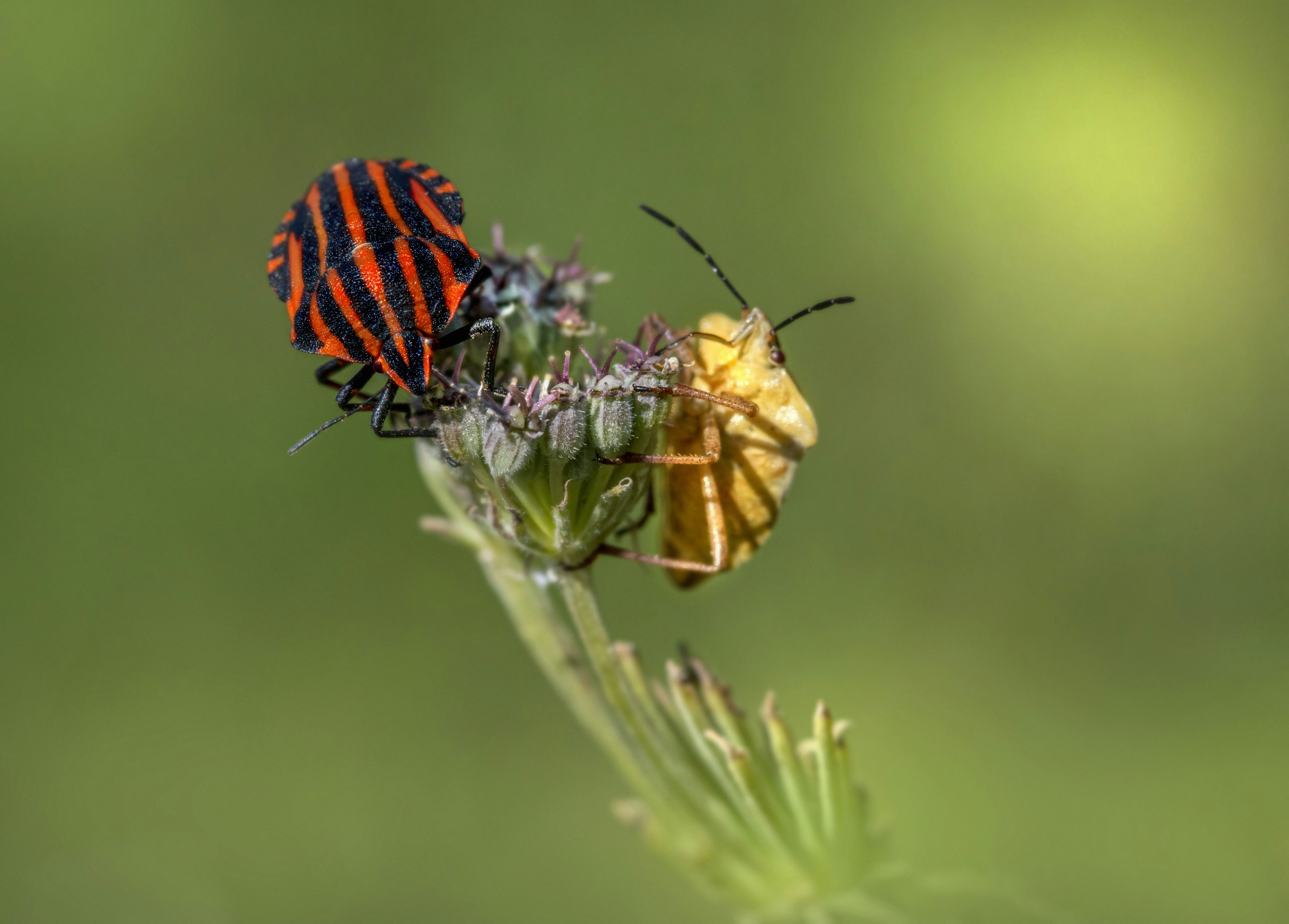 Photo by erik_karits