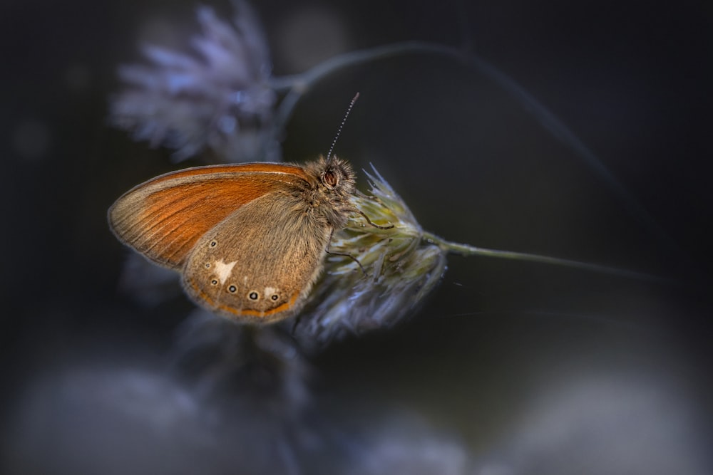 a close up of a butterfly on a flower