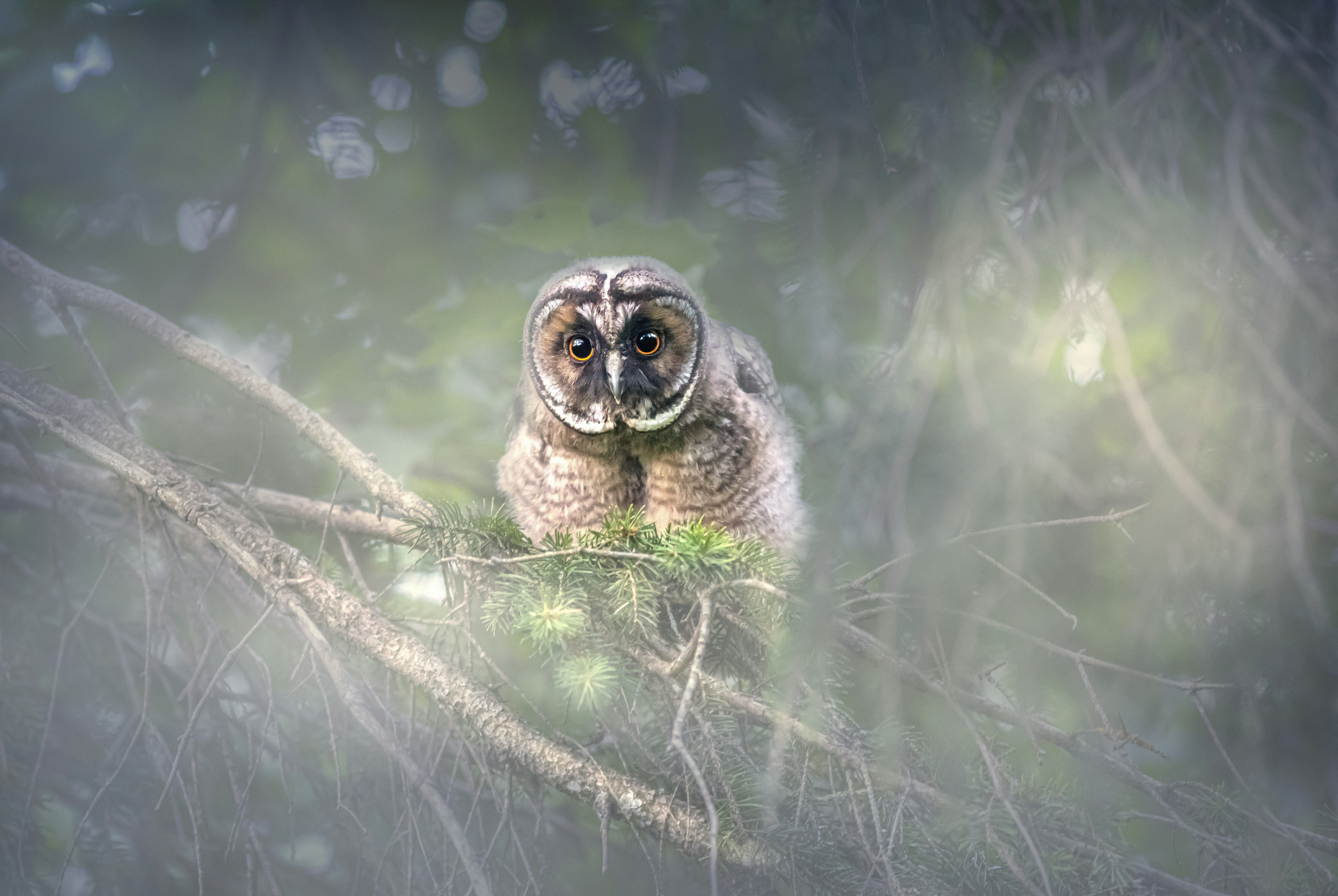 an owl sitting on top of a tree branch
